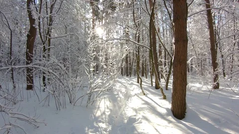 Snow-covered trees in winter forest. Slow motion, steadicam shot Stock-Footage 103816390