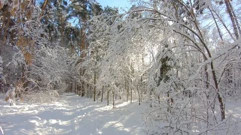 Snow-covered trees in winter forest. Slow motion, steadicam shot Stock-Footage 103816392
