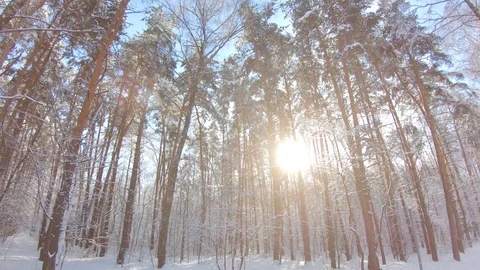 Snow-covered trees in winter forest. Slow motion, steadicam shot Stock-Footage 103816405