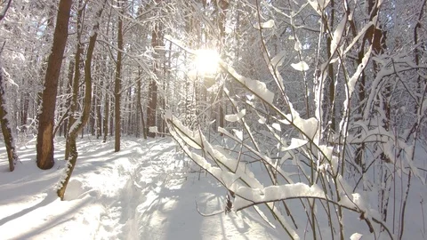 Snow-covered trees in winter forest. Slow motion, steadicam shot Stock-Footage 103816413