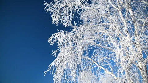 Snow-covered trees in winter forest against the blue sky. Video stock 144810126