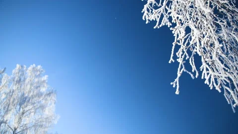 Snow-covered trees in winter forest against the blue sky. Stock Footage 144810708