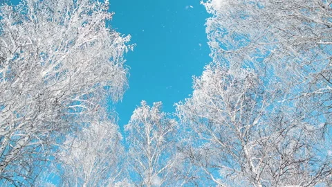 Snow-covered trees in winter forest against the blue sky. Video stock 144819940