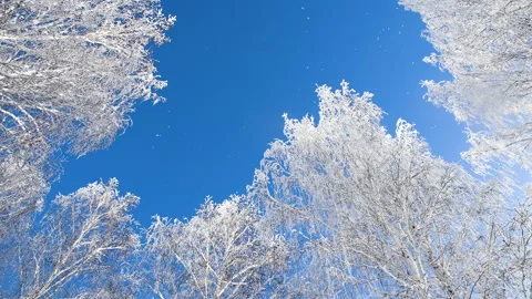 Snow-covered trees in winter forest against the blue sky. Video stock 144821751