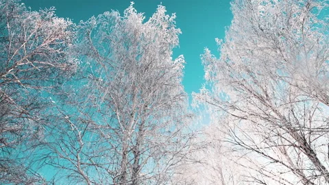 Snow-covered trees in winter forest against the blue sky. Video stock 144823095