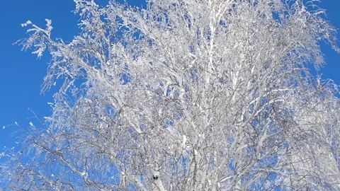 Snow-covered trees in winter forest against the blue sky. Slow motion. Stock Footage 144825862