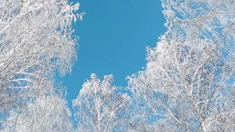 Snow-covered trees in winter forest. Slow motion. Video stock 144828663