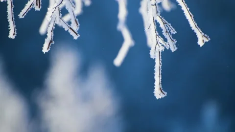 Snow-covered trees in winter forest. Stock Footage 144859891
