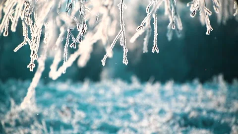 Snow-covered trees in winter forest. Video stock 144860528