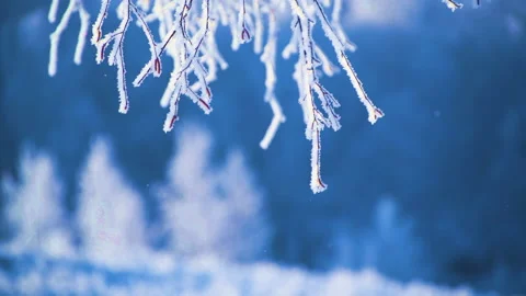 Snow-covered trees in winter forest. Video stock 144862420