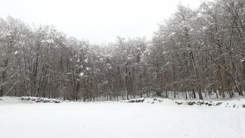 Snow covered trees in winter forest Stock Footage 146339689