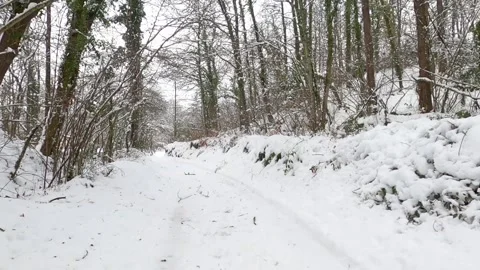 Snow covered trees in winter forest Stock Footage 146341875