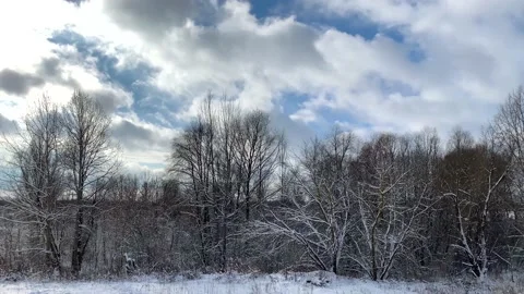 Snow-covered trees in winter forest against the blue sky Stock-Footage 147553709