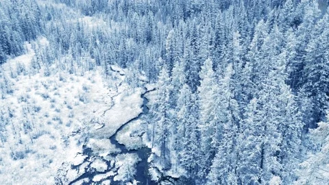Snow-covered trees in winter forest. Stock Footage 166678437