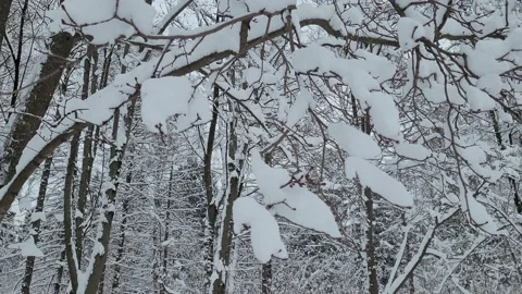 Snow covered trees in the winter forest. Nature 4K Stock Footage 174726685