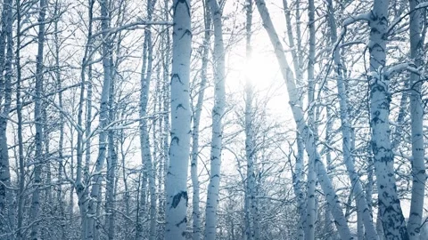 Snow-covered trees in winter forest against the sky. Stock Footage 255636805