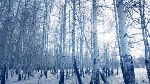 Snow-covered trees in winter forest against the sky. Stock Footage 255636822