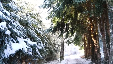 Snow-covered trees in the winter forest. Slow motion. Picturesque nature Stock Footage 263908117