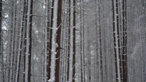 Snow-Covered Trees in a Winter Forest During a Snowstorm Stock Footage 277677068