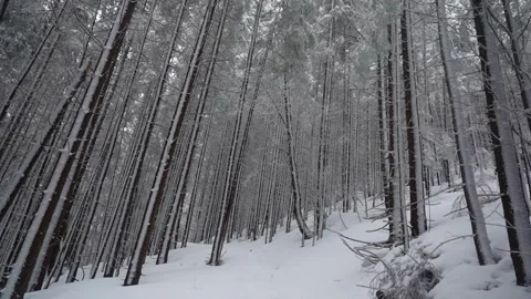 Snow-Covered Trees in a Winter Forest During a Snowstorm Stock Footage 277677070