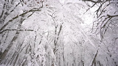 Snow Covered Trees in Winter Forest Video stock 315879848