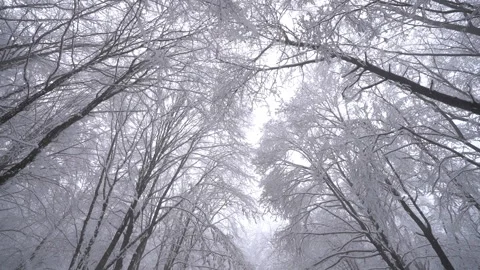 Snow-Covered Trees in Winter Forest 動画素材 318911893