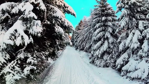 Snow Covered Trees in Winter Forest — Czechia Stock Footage 325738515