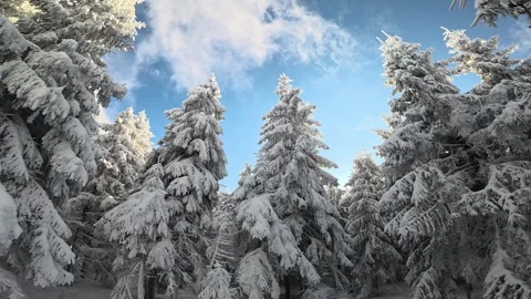 Snow Covered Trees Winter Forest in Czech Republic Stock Footage 325854481