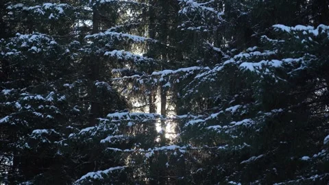 Snow-covered trees in winter forest with sunlight shining through branches Stock Footage 326213930