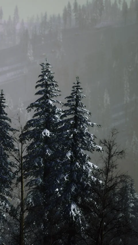 Snow covered trees in a winter forest with fog and distant hills in view Stock Footage 334258816