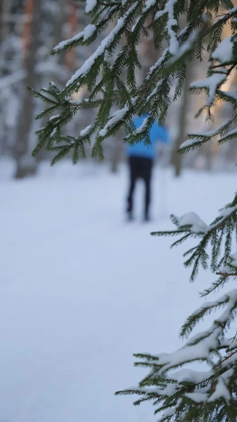 Snow covered trees in a winter forest with sunlight in the background Stock Footage 343507670
