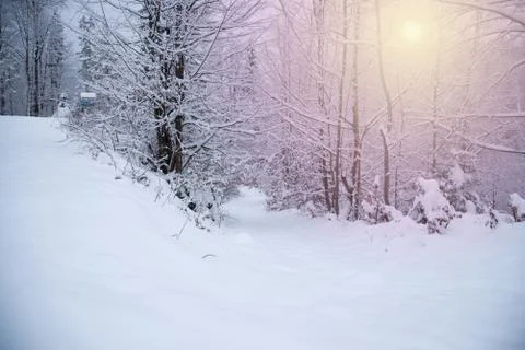 Snow covered trees in the winter forest Foto stock