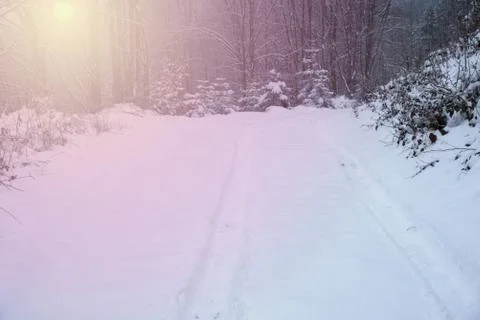 Snow covered trees in the winter forest Stock Photos