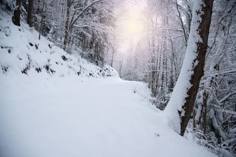 Snow covered trees in the winter forest Stock Photos