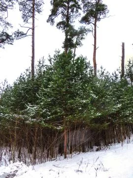 Snow covered trees in the winter forest . Stock Photos
