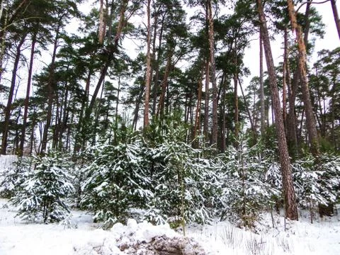 Snow covered trees in the winter forest . Stock Photos