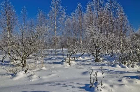 Snow-covered trees in winter forest in Russia Stock Photos
