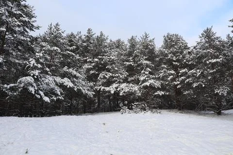 Snow covered trees in winter, forest in winter Stock Photos
