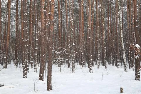 Snow covered trees in winter, forest in winter Stock Photos