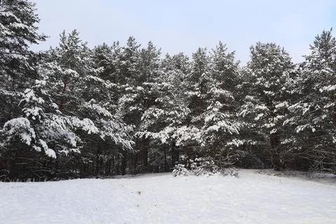 Snow covered trees in winter, forest in winter Stock Photos