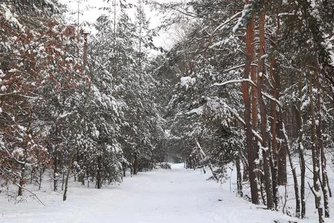 Snow covered trees in winter, forest in winter Stock Photos