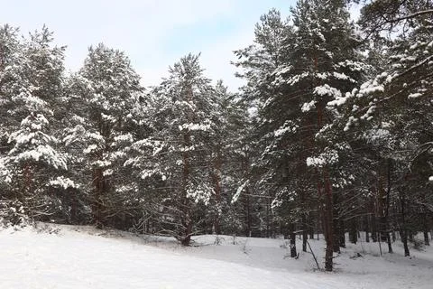 Snow covered trees in winter, forest in winter Stock Photos
