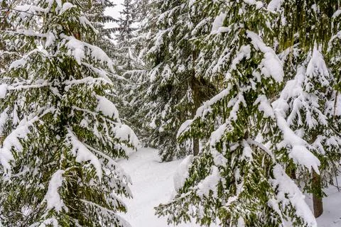 Snow-covered trees in winter forest in snowfall. Winter landscape. Foto stock