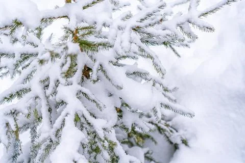 Snow-covered trees in winter forest in snowfall. Winter landscape. Stock Photos