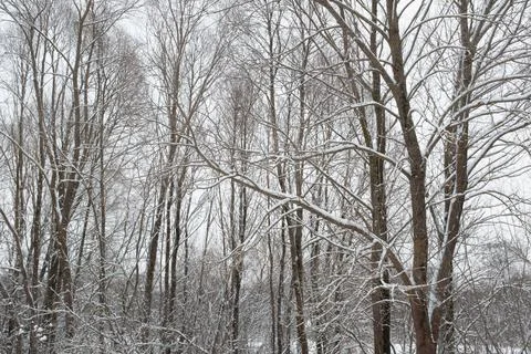 Snow-covered trees in the winter forest. Beautiful winter landscape. Winter Stock Photos