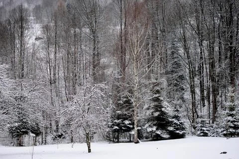 Snow-covered trees in a winter forest Foto stock