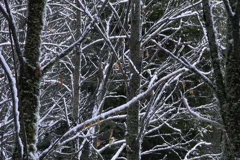 Snow-covered trees in a winter forest. 스톡 사진
