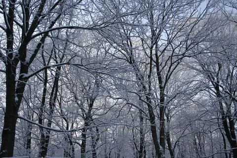 Snow-Covered Trees in a Winter Forest Foto stock