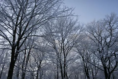 Snow-Covered Trees in a Winter Forest Foto stock