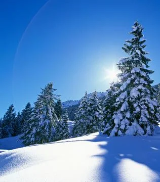 Snow-Covered Trees in a Winter Forest Stock Photos